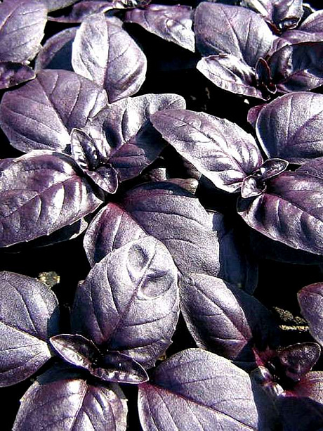 Базилик овощной Пурпурные звезды фото Базилик овощной Пурпурные звезды 